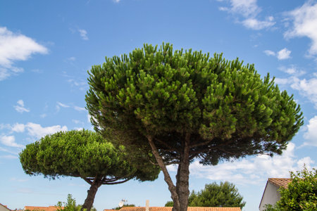 Pinus pinea in ars en rÃ© in charente maritime in france