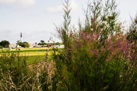 ars en re in charente maritime in france