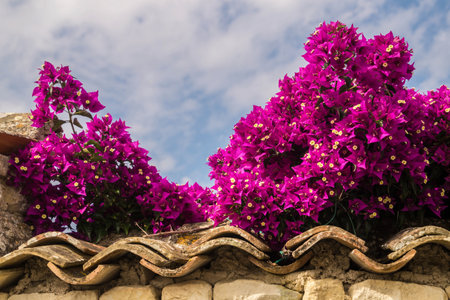 ars en re in charente maritime in franceの写真素材