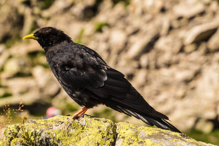 jackdaw in lake blanc in chamonix in haute savoie in franceの写真素材
