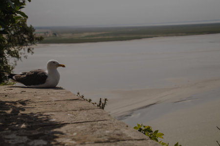 Mont Saint Michele is in Manche and Franceの写真素材