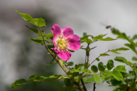 Nevache, Hautes-Alpes, Franceの写真素材