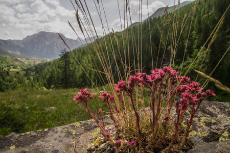 Sempervivum, nevache, hautes alpes, franceの写真素材