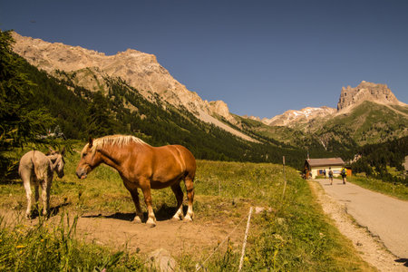 Horses in the Dolomites mountains, Italy. Summer landscapeの写真素材