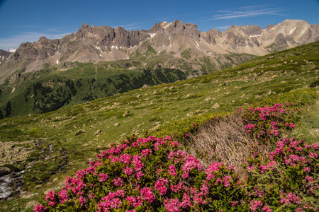 refuge ricou, rhododendron, nevache, hautes alpes, franceの写真素材