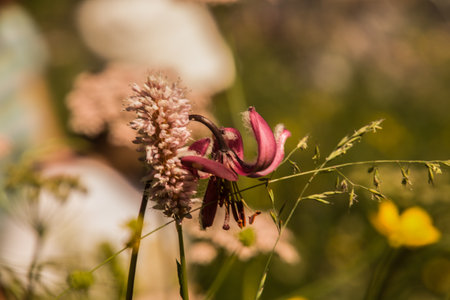 Nevache, Hautes-Alpes, Franceの写真素材