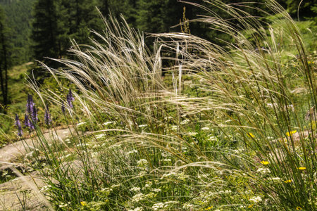 Stipa pennata, Nevache, Hautes Alpes, France