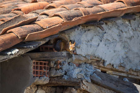 A brown squirrel looking to the camera