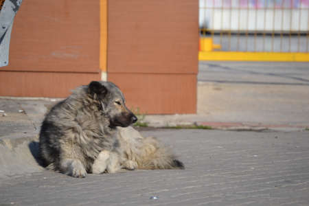 A sleepy stray dog is lying and resting on the groundの写真素材