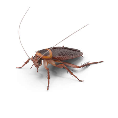 American Cockroach model 3d rendering