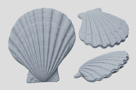 Scallop shell sculpture 3d rendering