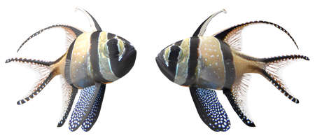 Banggai Cardinal Fish Pose on white isolated background 3d renderingの写真素材