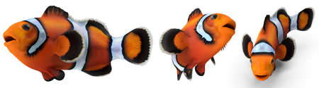 Clownfish Pose on white isolated background 3d renderingの写真素材