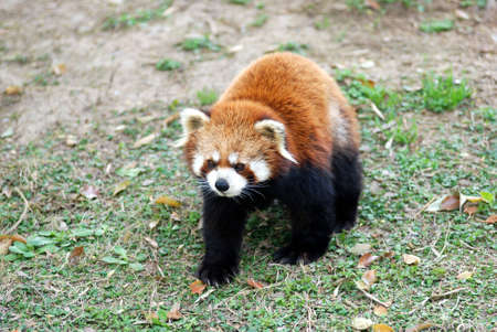 little golden panda 