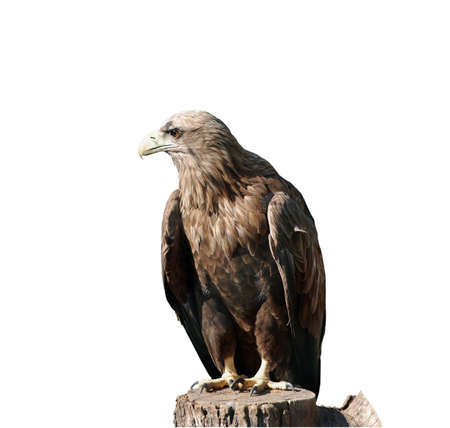 Buzzard, hawk, eagle isolated on white backgroundの写真素材