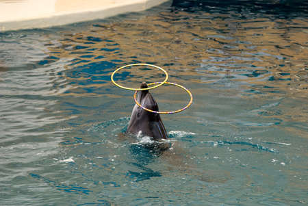 dolphin playing with toys in seaquarium