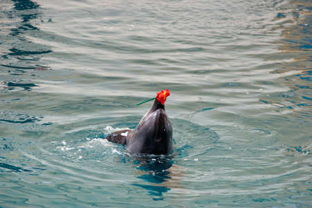 dolphin playing with toys in seaquariumの写真素材