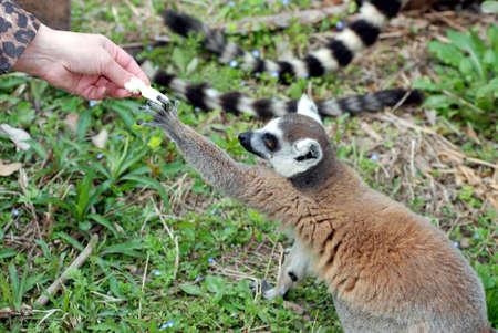 lemur