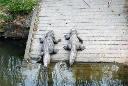 crocodiles resting in shanghai zoo の写真素材