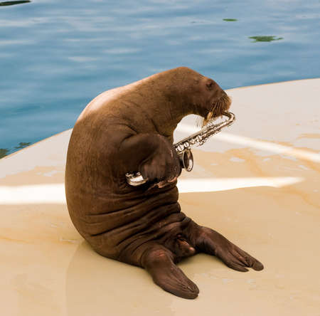 walrus in oceanarium playing at saxophoneの写真素材