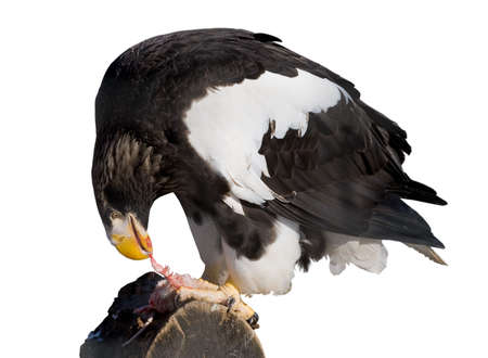 Buzzard, hawk, eagle isolated on white backgroundの写真素材