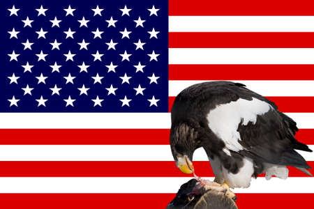 eagle in front of the american flag