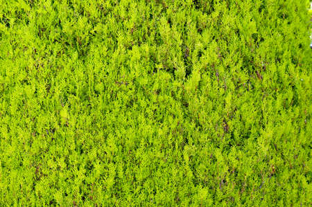 green grass background