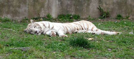 white tiger rest in zooの写真素材