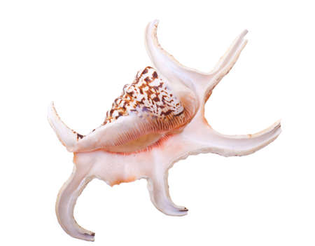 sea shell isolated on a white background