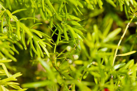 green leaves background in sunny day, shallow focusの写真素材