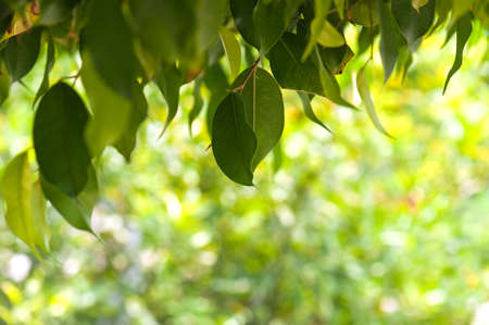 green leaves background in sunny day, shallow focusの写真素材