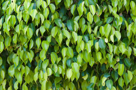 green leaves background in sunny day, shallow focus