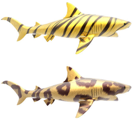 tiger shark in big cat fur isolated on a whiteの写真素材