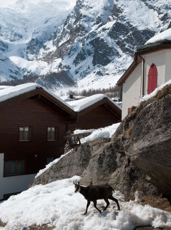 Chamois at the middle on Saas-Feeの写真素材