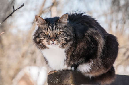 Norwegian Forest Catの写真素材