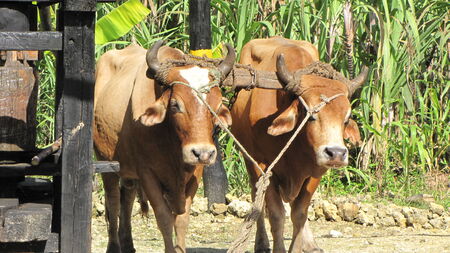 Cows at work 1の写真素材
