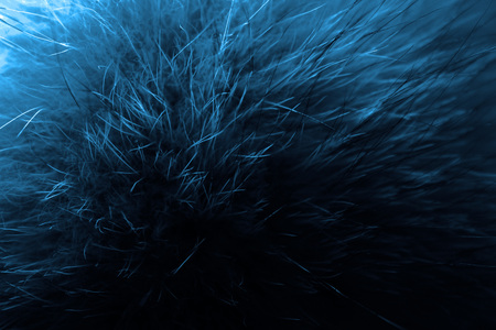 Blue Furの写真素材