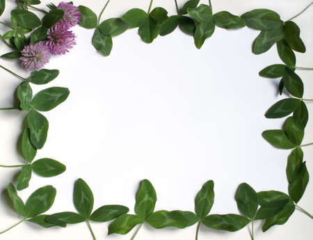 A frame made of clover and its flowers.                の写真素材