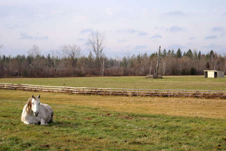 A beautiful white horse soaks up the sun on this horse ranch.の写真素材