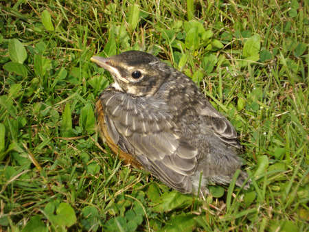 A young robin is resting on the grass, shot from above.                               の写真素材