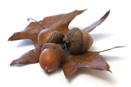Some acorns on top of an oak leaf.の写真素材