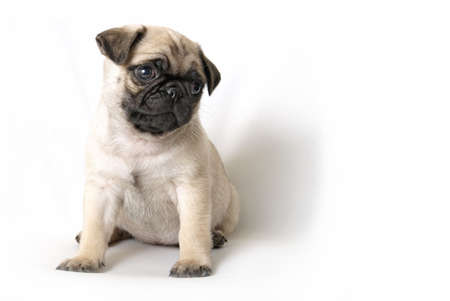 An adorable pug puppy sits and looks out of the frame where there is also copy-space.の写真素材