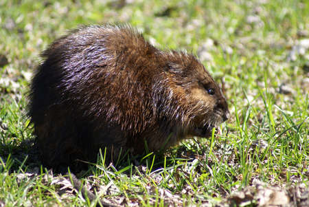 A close-up shot of a muskrat on the shore.の写真素材