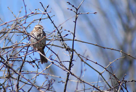 A song sparrow is perched in a budding shrub in the early springtime.の写真素材
