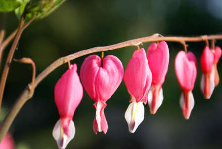 A closeup shot of a bleeding heart flowering plant.の写真素材