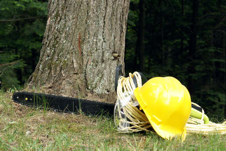 A chainsaw, hard-hat, rope and safety glasses rest infront of a soon to be cut down tree.の写真素材