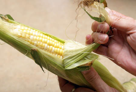 A woman husks an ear of fresh corn on the cob.の写真素材