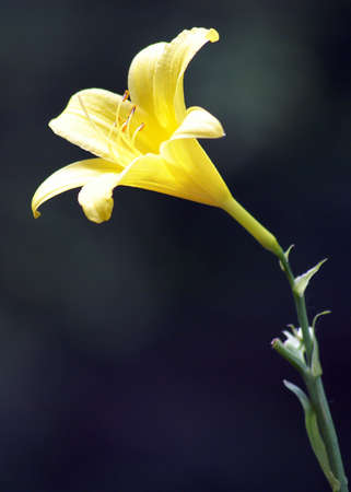 An early spring flower on a contrasting background.の写真素材