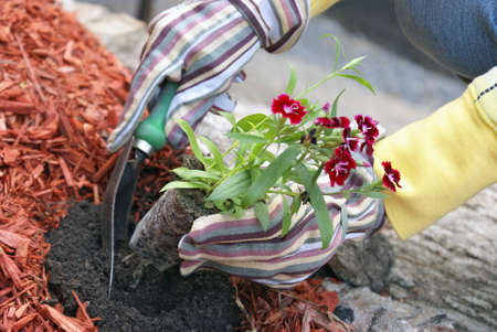 A gardener plants some flowers in the dirt.の写真素材