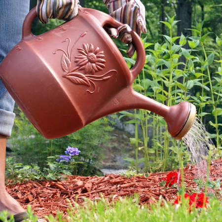 A gardener waters the flowers in her garden.の写真素材
